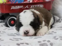 Shiloh , a female Saint Bernard for sale in Green Forest, AR – Photo 1 of 7