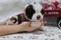 Shiloh , a female Saint Bernard for sale in Green Forest, AR – Photo 4 of 7