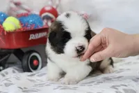 Shiloh , a female Saint Bernard for sale in Green Forest, AR – Photo 7 of 7