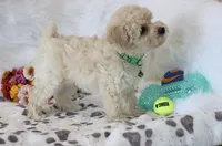 💚 AKC Noah 💚, a male Poodle - Miniature  for sale in Green Forest, AR – 5 of 10