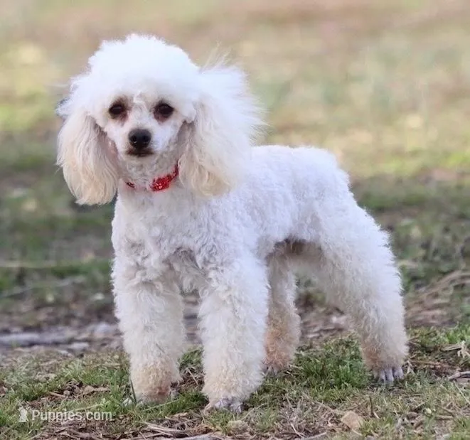 Coming soon – Poodle - Miniature  puppy for sale in Green Forest, AR