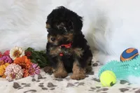 ❤️AKC Canaan❤️, a male Poodle - Miniature  for sale in Green Forest, AR – 7 of 9