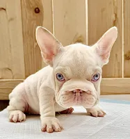 Marshmallow , a female French Bulldog for sale in Elk Grove, CA – 5 of 9