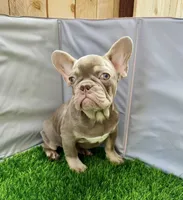 peanut , a male French Bulldog for sale in Elk Grove, CA – 2 of 10