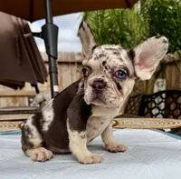 Brownie , a female French Bulldog for sale in Elk Grove, CA – 1 of 10