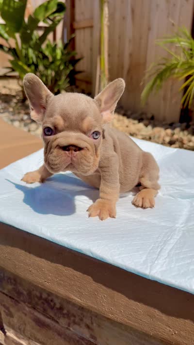 Dior, a female French Bulldog for sale in Elk Grove, CA – 1 of 1