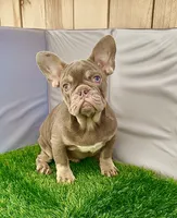 peanut , a male French Bulldog for sale in Elk Grove, CA – 3 of 10