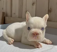 Gucci, a male French Bulldog for sale in Elk Grove, CA – 10 of 10