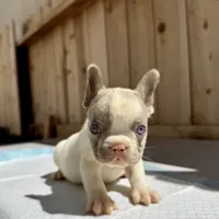 Gucci, a male French Bulldog for sale in Elk Grove, CA – 5 of 10