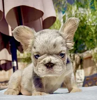 stitch, a male French Bulldog for sale in Elk Grove, CA – 2 of 10