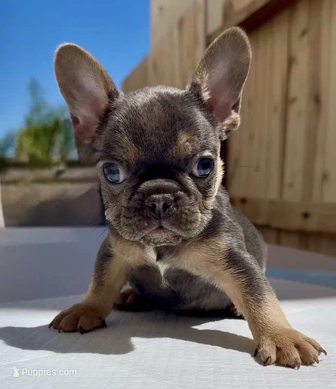 stitch – French Bulldog puppy for sale in Elk Grove, CA