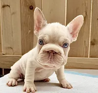 Marshmallow , a female French Bulldog for sale in Elk Grove, CA – 3 of 9