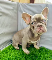 peanut , a male French Bulldog for sale in Elk Grove, CA – 8 of 10