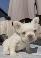 stitch, a male French Bulldog for sale in Elk Grove, CA – 6 of 10