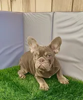 peanut , a male French Bulldog for sale in Elk Grove, CA – 5 of 10