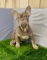 peanut , a male French Bulldog for sale in Elk Grove, CA – 4 of 10