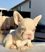 Marshmallow , a female French Bulldog for sale in Elk Grove, CA – 6 of 9