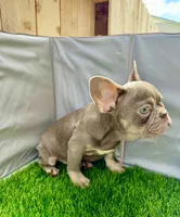 peanut , a male French Bulldog for sale in Elk Grove, CA – 6 of 10