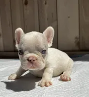 Gucci, a male French Bulldog for sale in Elk Grove, CA – 6 of 10