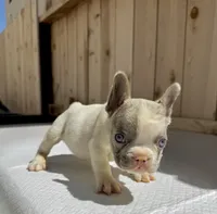 Gucci, a male French Bulldog for sale in Elk Grove, CA – 4 of 10