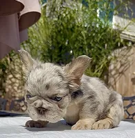 stitch, a male French Bulldog for sale in Elk Grove, CA – 4 of 10