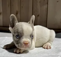 Gucci, a male French Bulldog for sale in Elk Grove, CA – 2 of 10