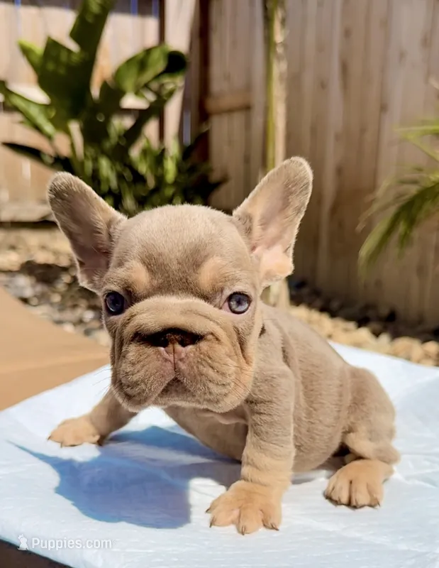 Dior – French Bulldog puppy for sale in Elk Grove, CA