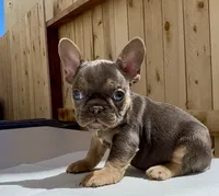 stitch, a male French Bulldog for sale in Elk Grove, CA – 5 of 10