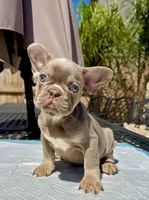 stitch, a male French Bulldog for sale in Elk Grove, CA – 9 of 10