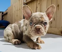 stitch, a male French Bulldog for sale in Elk Grove, CA – 7 of 10