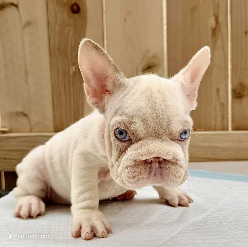Marshmallow  – French Bulldog puppy for sale in Elk Grove, CA