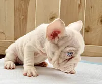 Marshmallow , a female French Bulldog for sale in Elk Grove, CA – 8 of 9