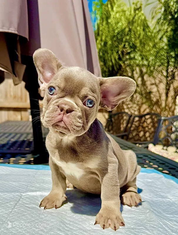 peanut  – French Bulldog puppy for sale in Elk Grove, CA