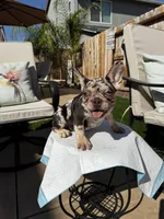 Brownie , a female French Bulldog for sale in Elk Grove, CA – 6 of 10
