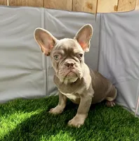peanut , a male French Bulldog for sale in Elk Grove, CA – 9 of 10