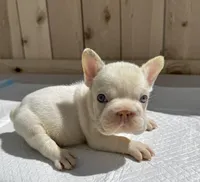 Gucci, a male French Bulldog for sale in Elk Grove, CA – 8 of 10
