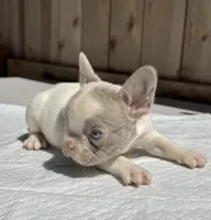 Gucci, a male French Bulldog for sale in Elk Grove, CA – 7 of 10