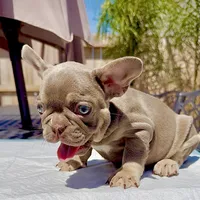 peanut , a male French Bulldog for sale in Elk Grove, CA – 7 of 10
