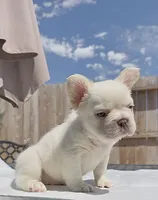 stitch, a male French Bulldog for sale in Elk Grove, CA – 3 of 10