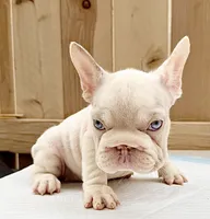 Marshmallow , a female French Bulldog for sale in Elk Grove, CA – 9 of 9