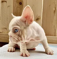Marshmallow , a female French Bulldog for sale in Elk Grove, CA – 7 of 9