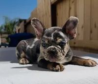 stitch, a male French Bulldog for sale in Elk Grove, CA – 8 of 10