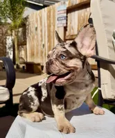 Brownie , a female French Bulldog for sale in Elk Grove, CA – 10 of 10