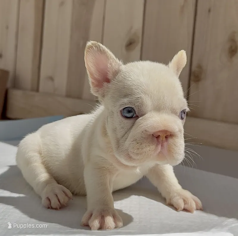 Gucci – French Bulldog puppy for sale in Elk Grove, CA