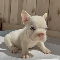 Gucci, a male French Bulldog for sale in Elk Grove, CA – 1 of 10