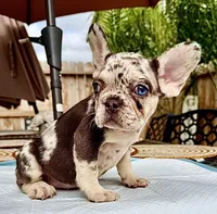 Brownie , a female French Bulldog for sale in Elk Grove, CA – 8 of 10