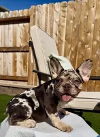 Brownie , a female French Bulldog for sale in Elk Grove, CA – 3 of 10
