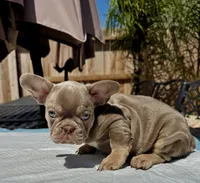 stitch, a male French Bulldog for sale in Elk Grove, CA – 10 of 10