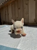 Gucci, a male French Bulldog for sale in Elk Grove, CA – 9 of 10