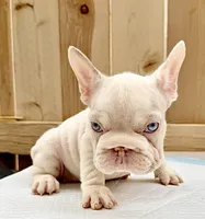 Marshmallow , a female French Bulldog for sale in Elk Grove, CA – 4 of 9